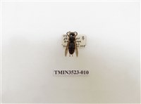 藏品(細黃胡蜂)的圖片